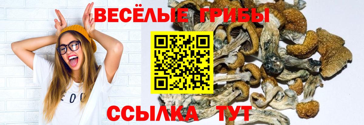 Псилоцибиновые грибы Cubensis  Вход с VPN  Электрогорск 